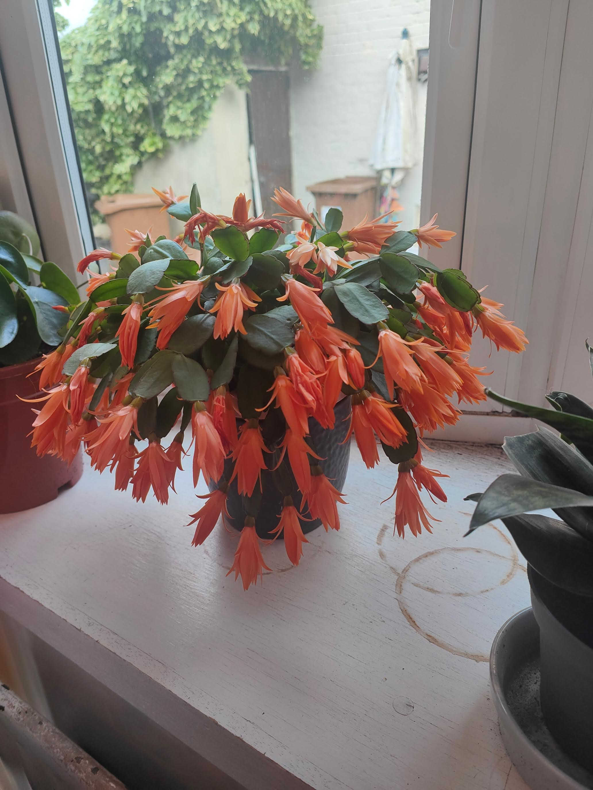 The photo shows a Christmas cactus (Schlumbergera) with vibrant coral-orange blooms cascading over the edges of its pot. It sits on a white windowsill with bright green foliage visible through the window in the background. The plant features glossy dark green segmented leaves contrasting beautifully with the numerous trumpet-shaped flowers. Natural light from the window illuminates the plant, creating a peaceful indoor garden scene.
