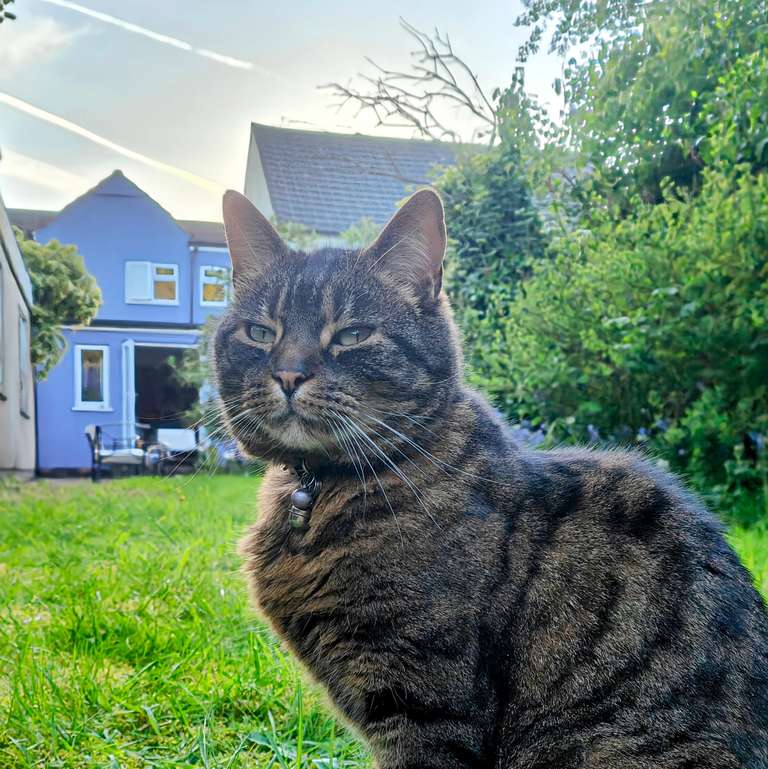 A tabby cat with distinctive stripes sitting regally in a garden, looking unimpressed at the camera. In the background is a blue house and green foliage. The cat wears a collar with a small bell.