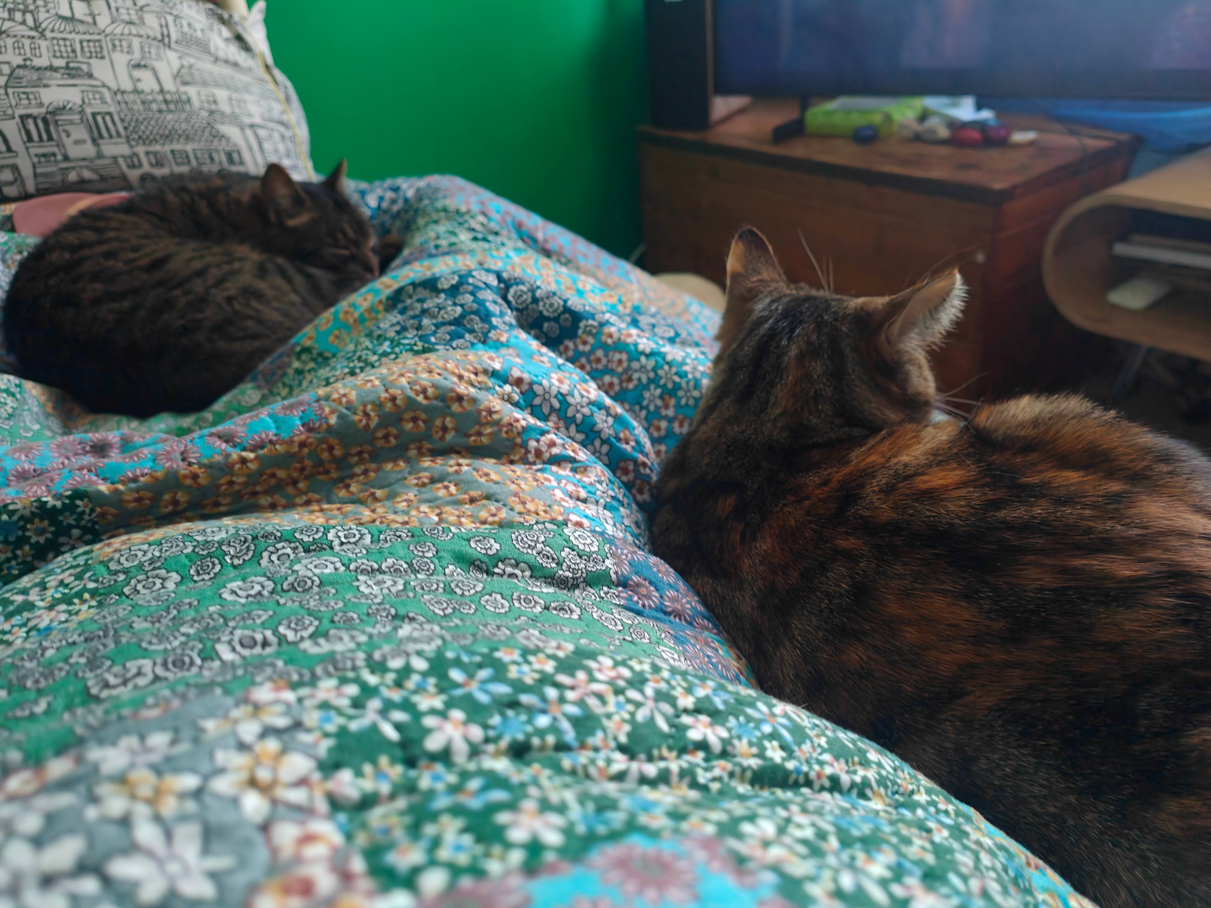 Two tabby cats curled up on a cosy bed covered with a patchwork quilt in various shades of green and blue with floral patterns. One cat is sleeping in a tight circle while the other is sitting upright, both looking completely relaxed. The green wall in the background adds to the peaceful, homey atmosphere. A television on a wooden cabinet can be glimpsed in the corner of the room.
