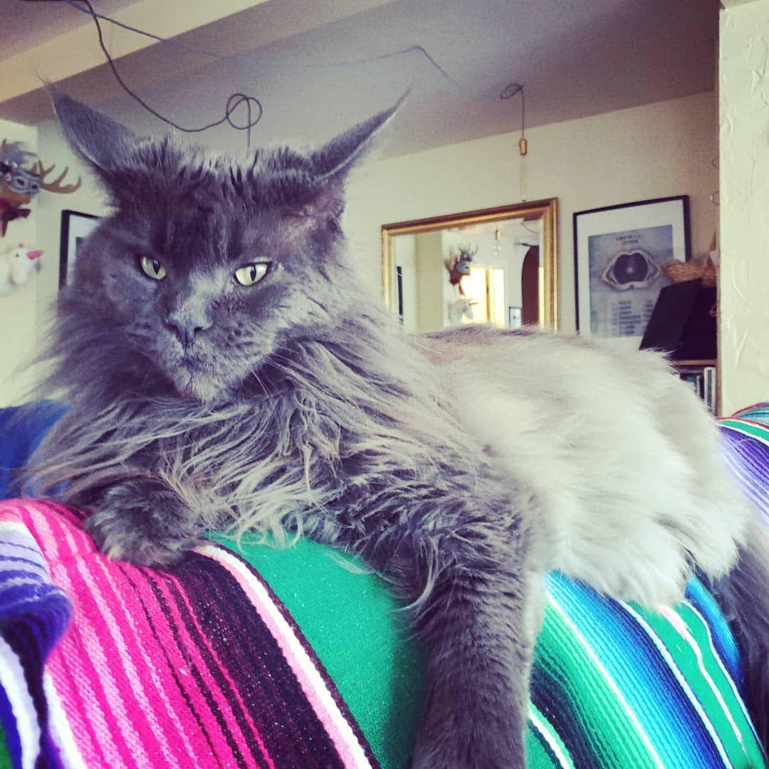 Close-up of a magnificent grey Maine Coon cat with distinctive tufted ears and piercing yellow-green eyes, looking thoroughly unimpressed with life. The fluffy feline is lounging on a colourful striped blanket in pinks, blues and greens. The cat's impressive fur coat and serious expression give it an air of royalty, as if judging everyone in its domain. In the background, you can see parts of a living room with framed pictures and a mirror.