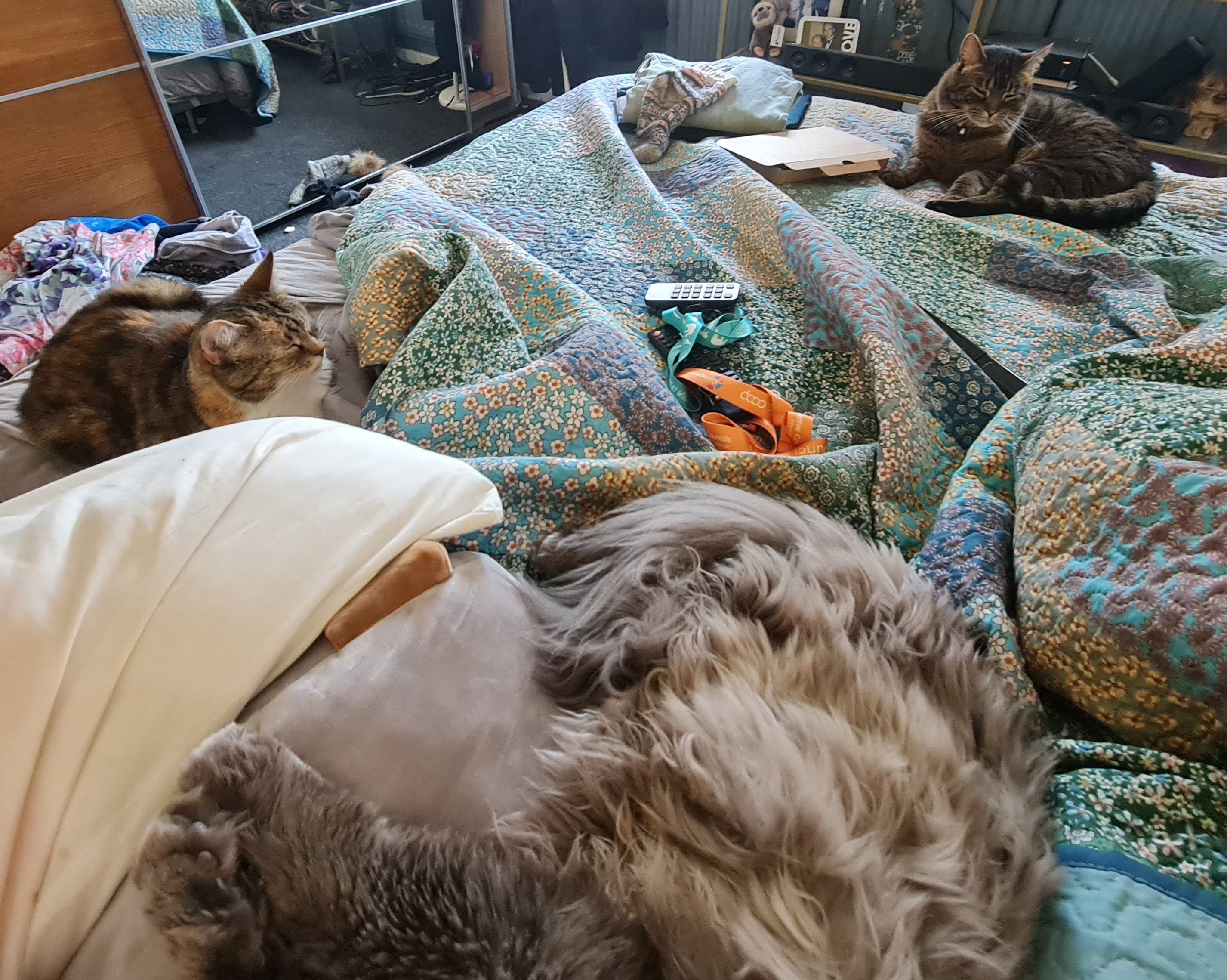 Cozy bed scene with large fluffy cat in foreground and two cats lounging on colourful patterned bedding, with various items scattered about.