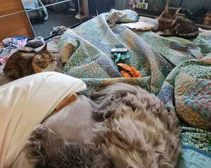 Cozy bed scene with large fluffy cat in foreground and two cats lounging on colourful patterned bedding, with various items scattered about.